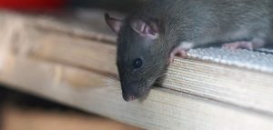 dicas para eliminar os ratos de residências