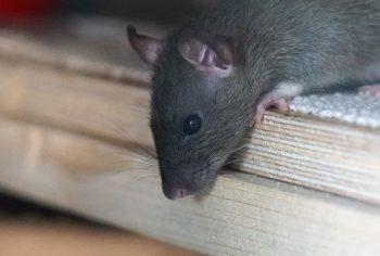 dicas para eliminar os ratos de residências