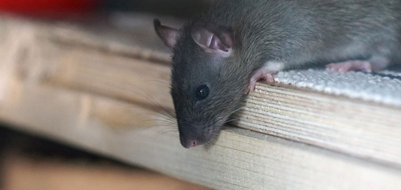 dicas para eliminar os ratos de residências