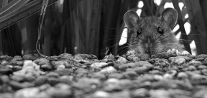 ratos que assombram a cidade