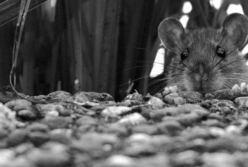 ratos que assombram a cidade