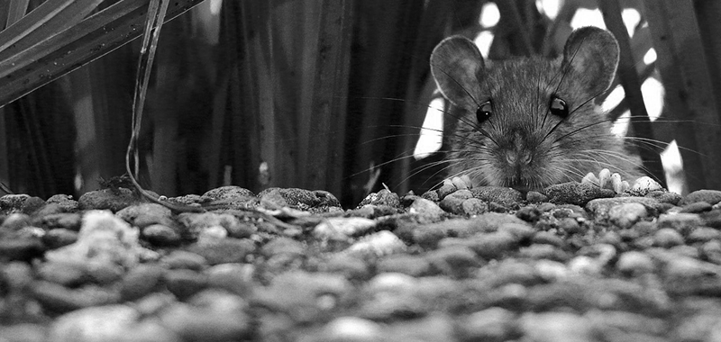 ratos que assombram a cidade