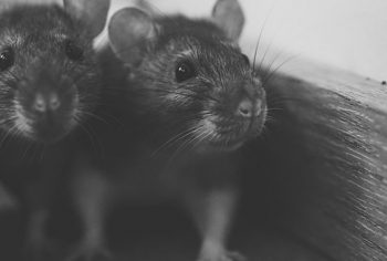 como acabar com rato de telhado
