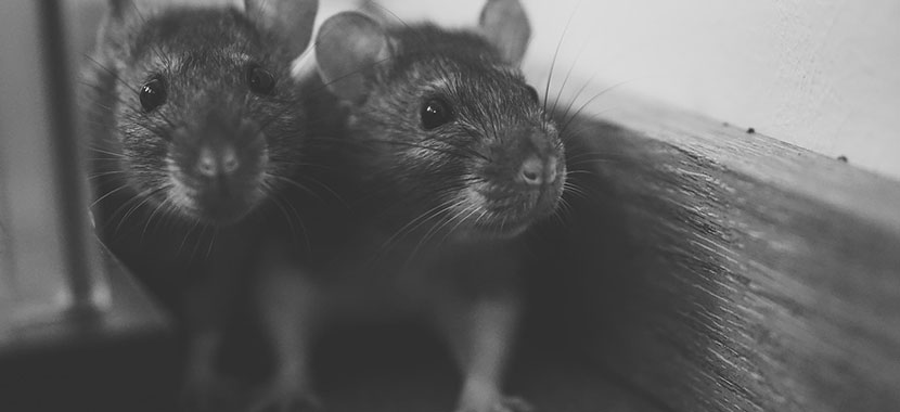 como acabar com rato de telhado