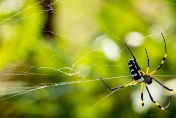 dicas para acabar com aranhas em casa