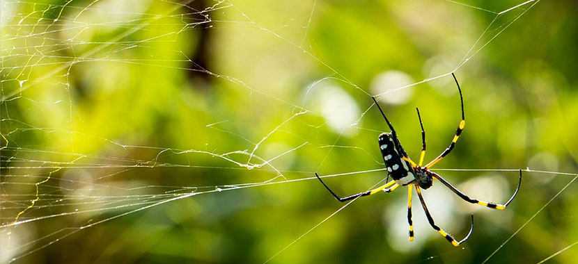 dicas para acabar com aranhas em casa