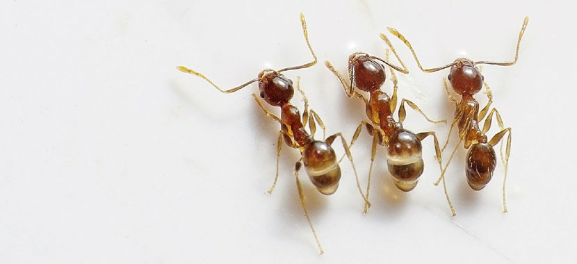 acabar com formigas dedetização