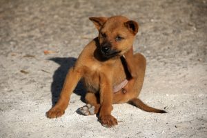como eliminar as pulgas?