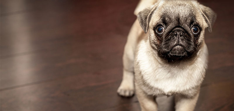 como eliminar as pulgas?