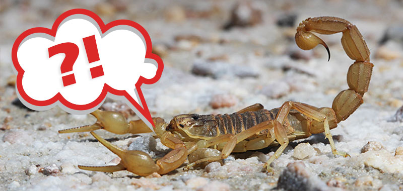 escorpião é um aracnídeo?