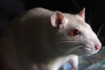 como é coco de rato?