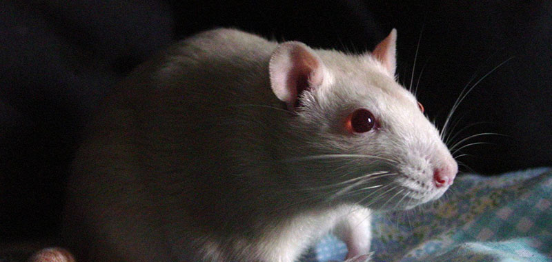 como é coco de rato?