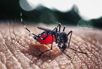 mosquito da dengue