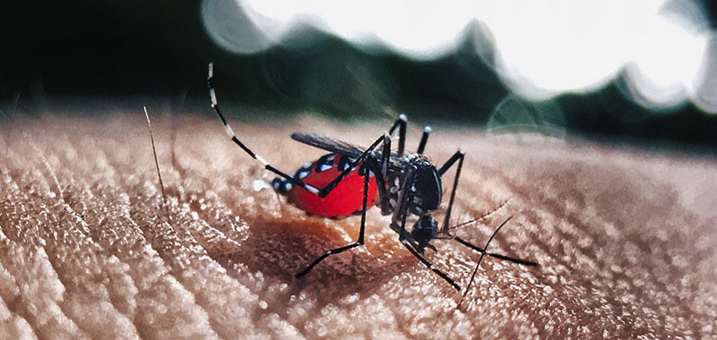 mosquito da dengue