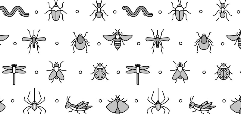 Quais os insetos comuns no verão