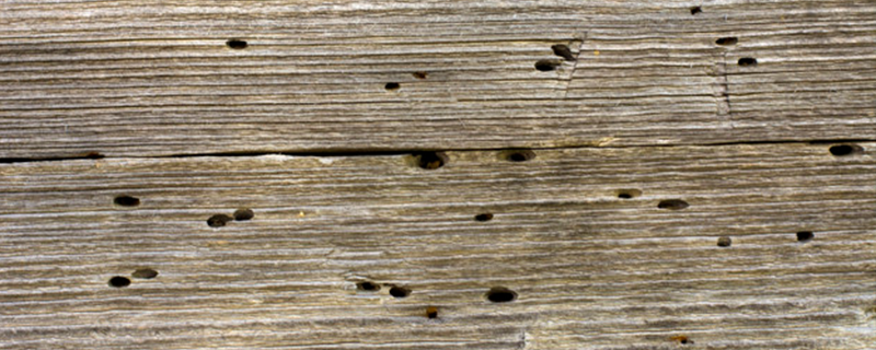 Dicas reais de como acabar com cupins