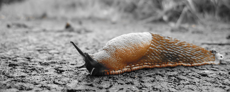 curiosidade sobre as lesmas