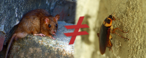 fezes de rato e baratas