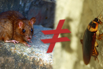 fezes de rato e baratas