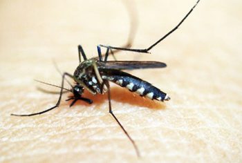 15 curiosidades sobre o mosquito da dengue