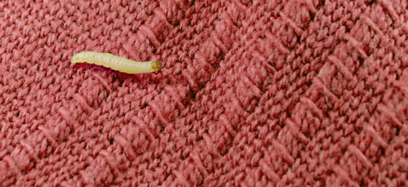 dedetização de traças