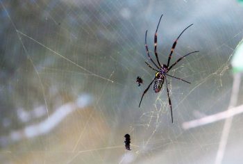 dedetizadora de aranhas