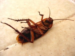 curiosidades baratas dedetização