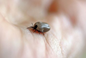 Dedetizadora de carrapatos