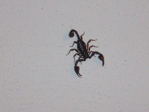 Dedetizadora de escorpiçoes