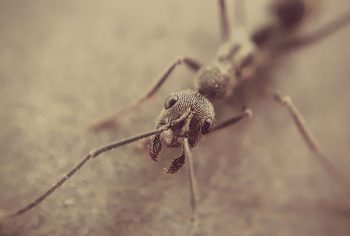 Dedetizadora de formigas