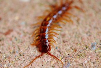 Dedetizadora de lacraias