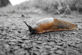 Dedetizadora de lesmas