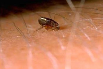 Dedetizadora de pulgas