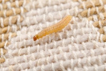 Dedetizadora de traças