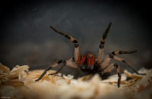 dedetização de aranha - aranha armadeira