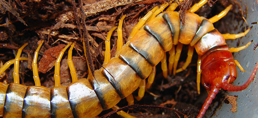 dedetização de lacraias