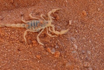 dedetização de escorpião