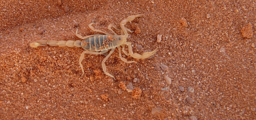 dedetização de escorpião