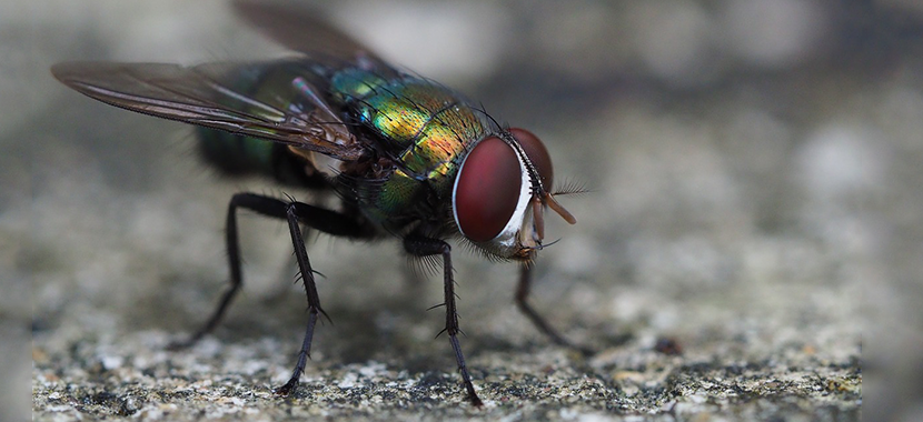 acabar com as moscas