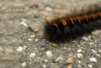 Infestação de lagartas, o que fazer?