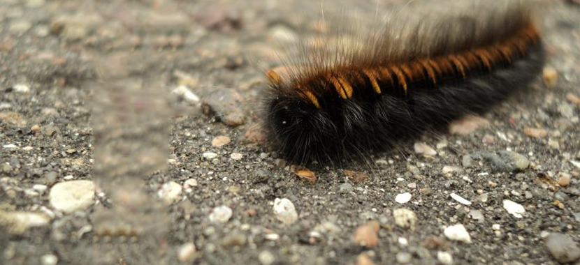 Infestação de lagartas, o que fazer?