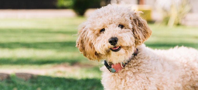 Carrapatos no cachorro