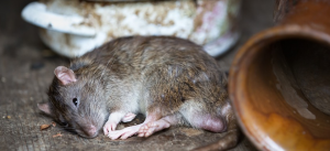 Doenças transmitidas pelos ratos
