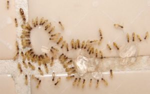 Formigas fantasmas, uma das espécies mais encontradas em SP (foto reprodução: G1)