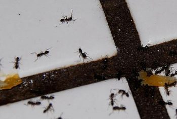 dicas para manter os insetos afastados no verão