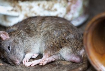 Doenças transmitidas pelos ratos