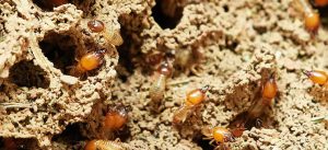 Espécies de cupins em São Paulo