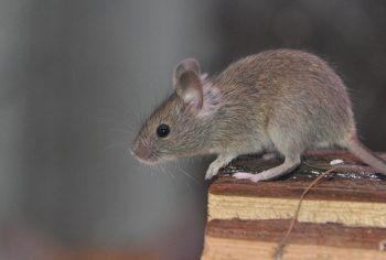 3 odores que afastam ratos da casa
