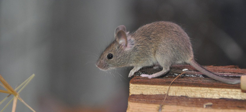 3 odores que afastam ratos da casa
