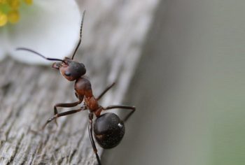 Infestação de formigas